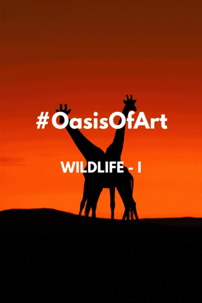 Oasis of Art - Wildlife Photography - Volume I collection image