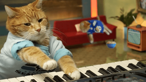 Keyboard Cat Plays During the BIG GAME!