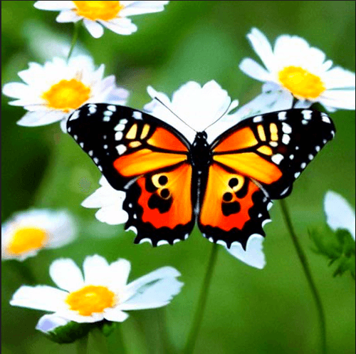 Butterflies and Flowers