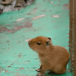 Baby Capybaras collection image