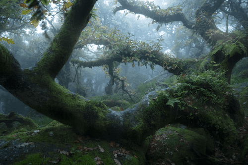 MYSTICAL LXXV (UNDERGROWTH)
