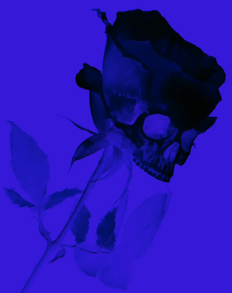 Mon Amie La Rose - Persan