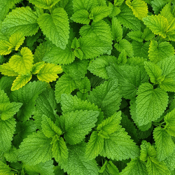 FREE MINT TODAY! collection image