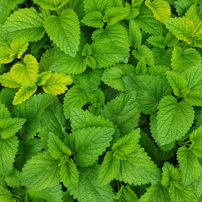 FREE MINT TODAY!