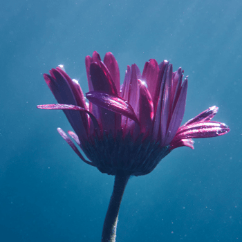 Submerged - Big Magenta