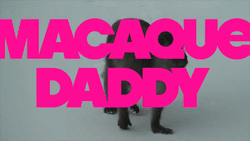 Macaque Daddy collection image