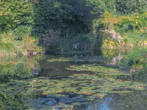 Water lilies in the sun