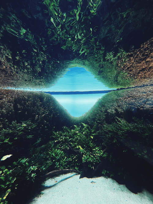 Perspective