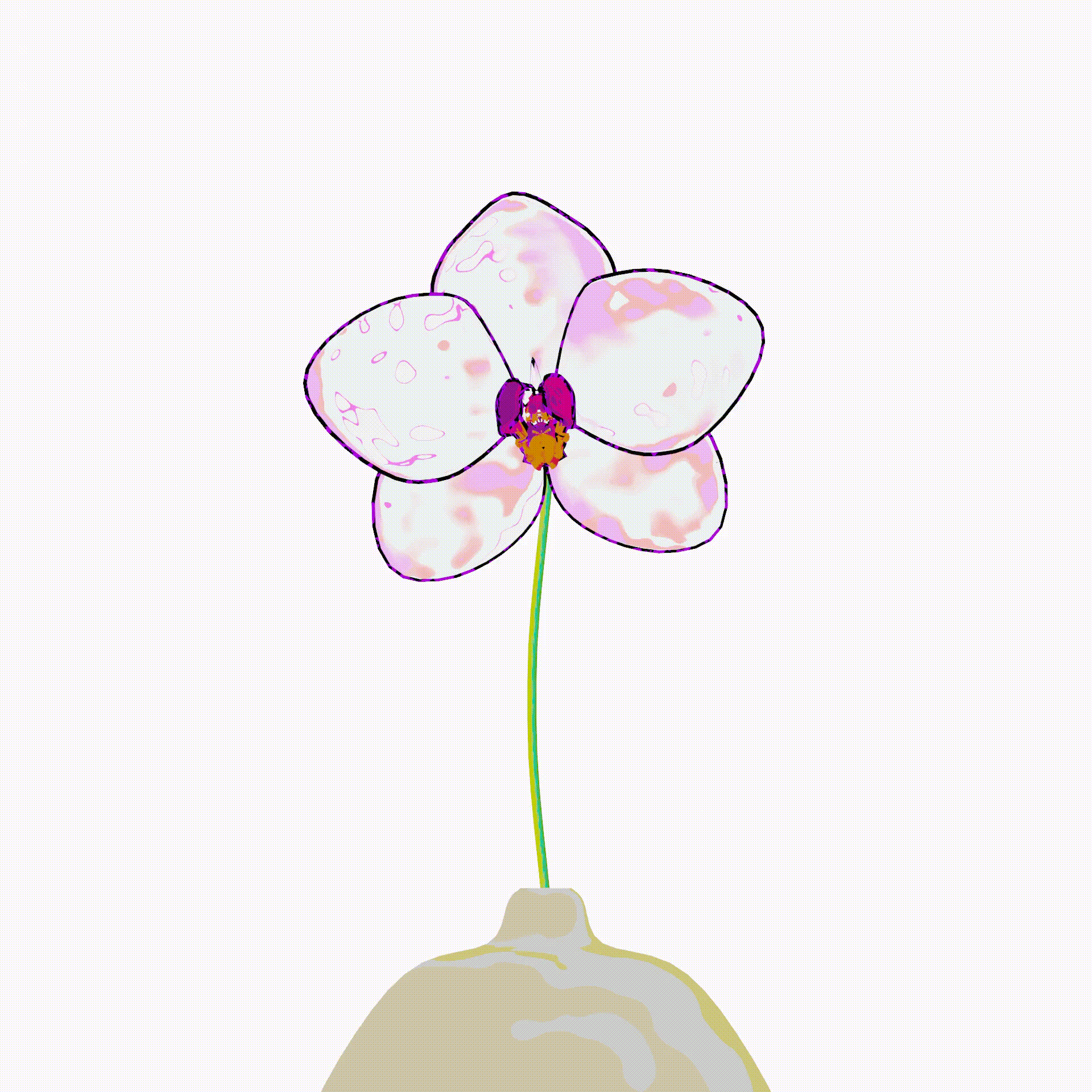 Phalaenopsis aphrodite-white pink-