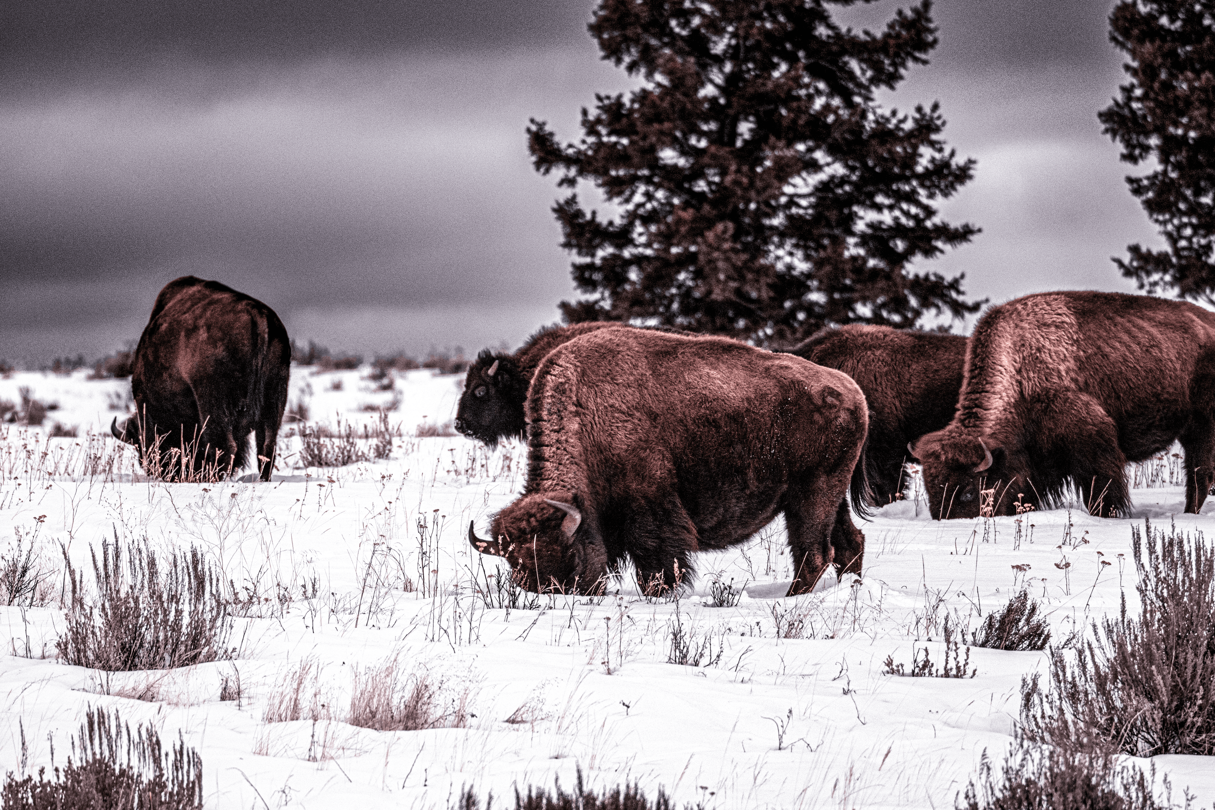 Yellowstone Buffalo Winter