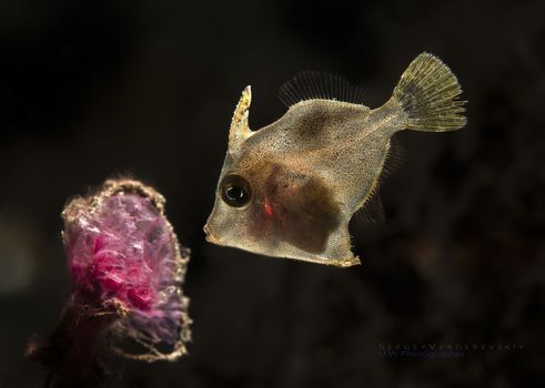 Sea Creatures Macros by Sergey Verderevskiy