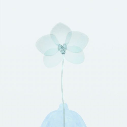 Phalaenopsis-quantum-