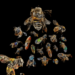 neural swarm by Sofia Crespo collection image