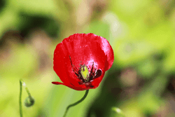 Flower Insect Nature collection image