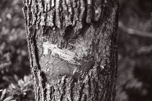 streetphotography.eth Editions - Blank Slate