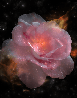 COSMIC BLOOMS collection image