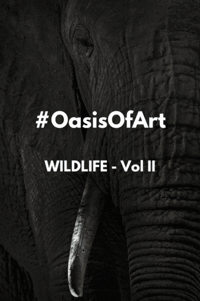 Oasis of Art - Wildlife Photography - Volume II collection image