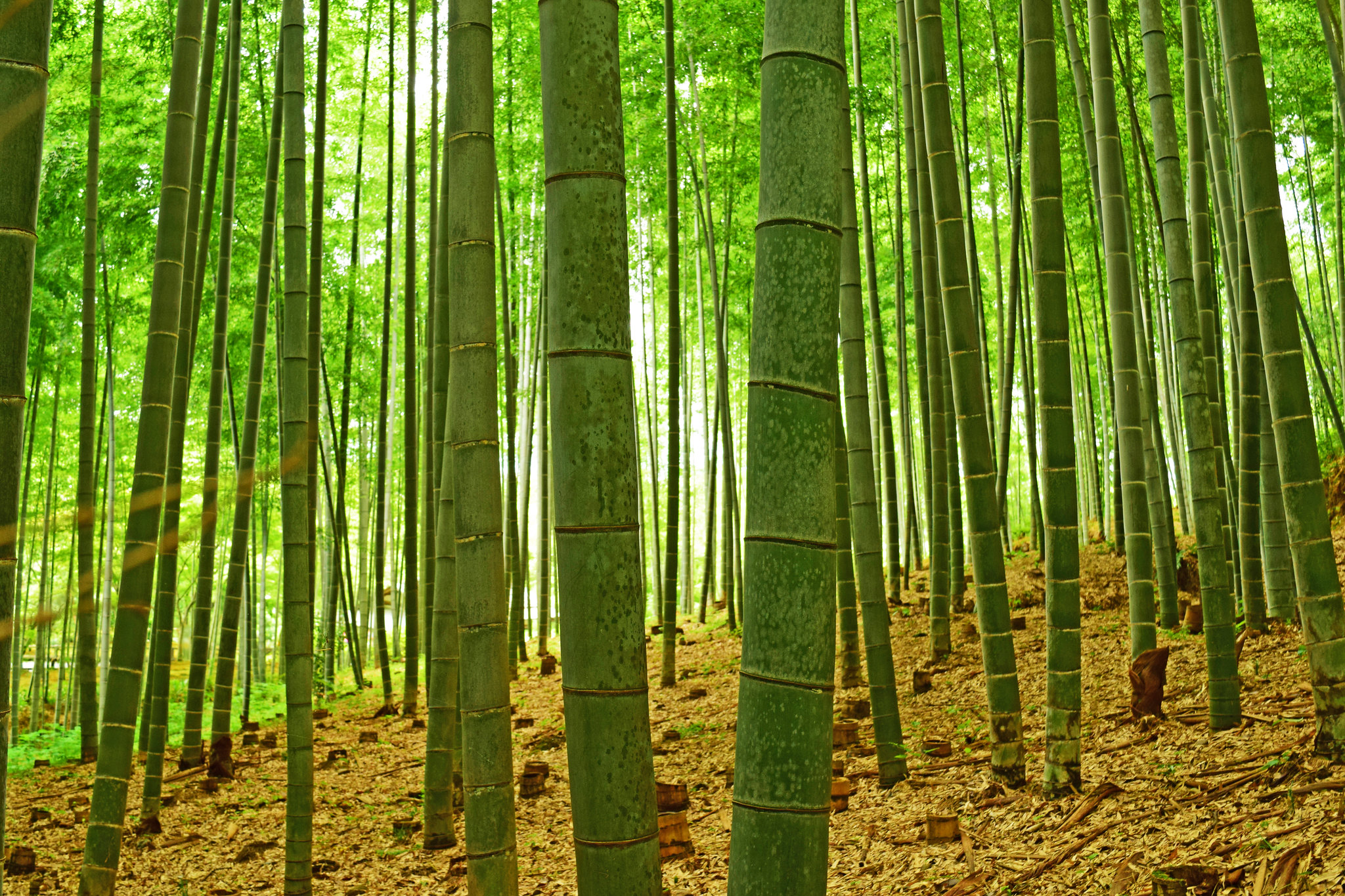 bambooU banner