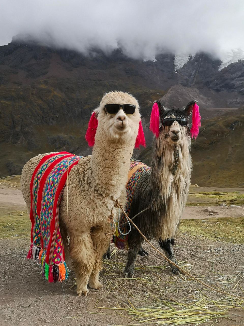 alpacaincrypto.eth