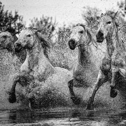 The Galloping Quartet by Masis Usenmez collection image