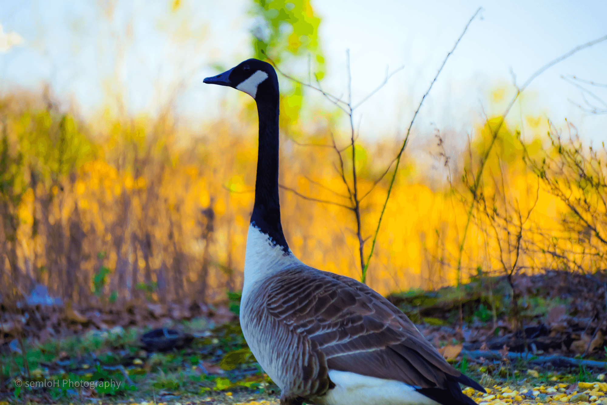 whats-good-for-the-goose-semloh-photography-opensea