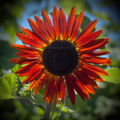 Keep It Simple Sunflower Patch '22