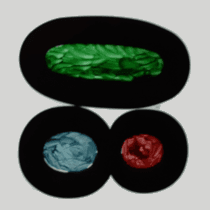 Steschla sMisc collection image