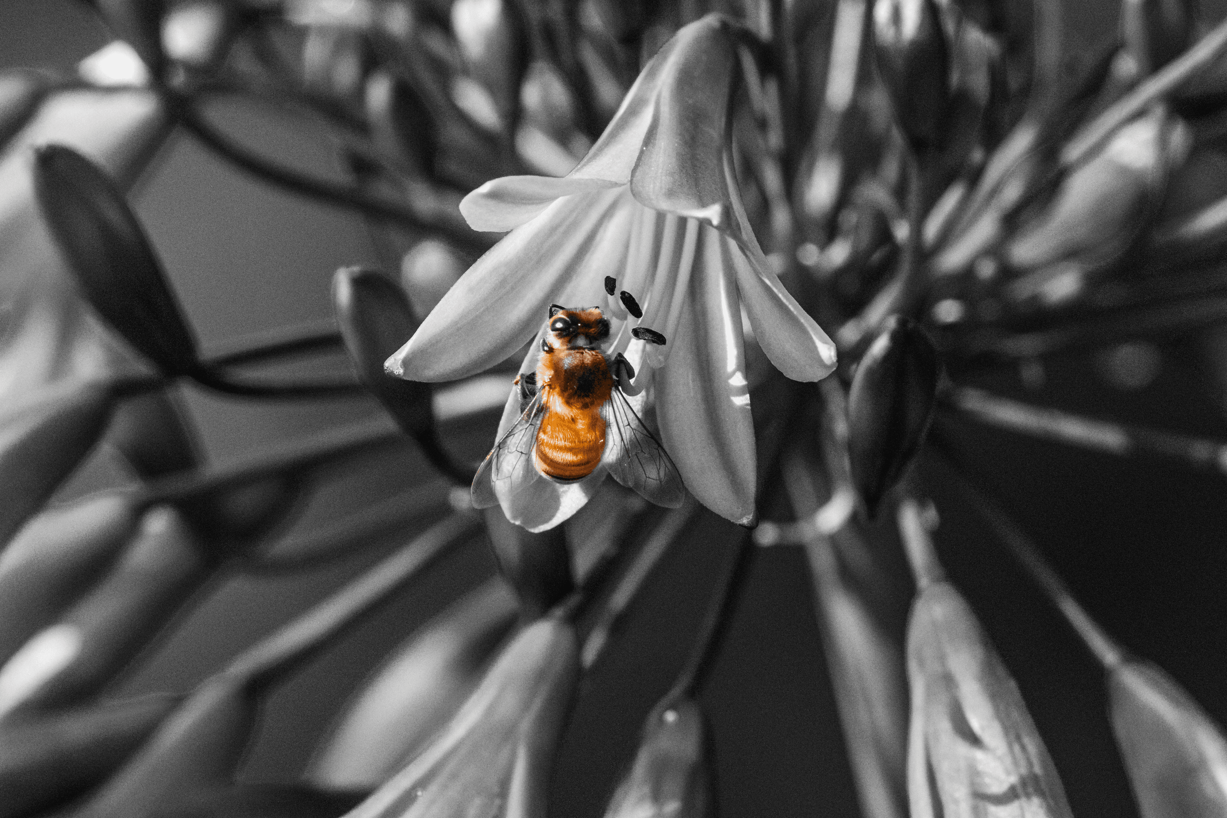 Bee Highlight