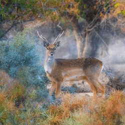 Persian Deer by Erfan Sam collection image