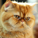 Exotic Persian Cat