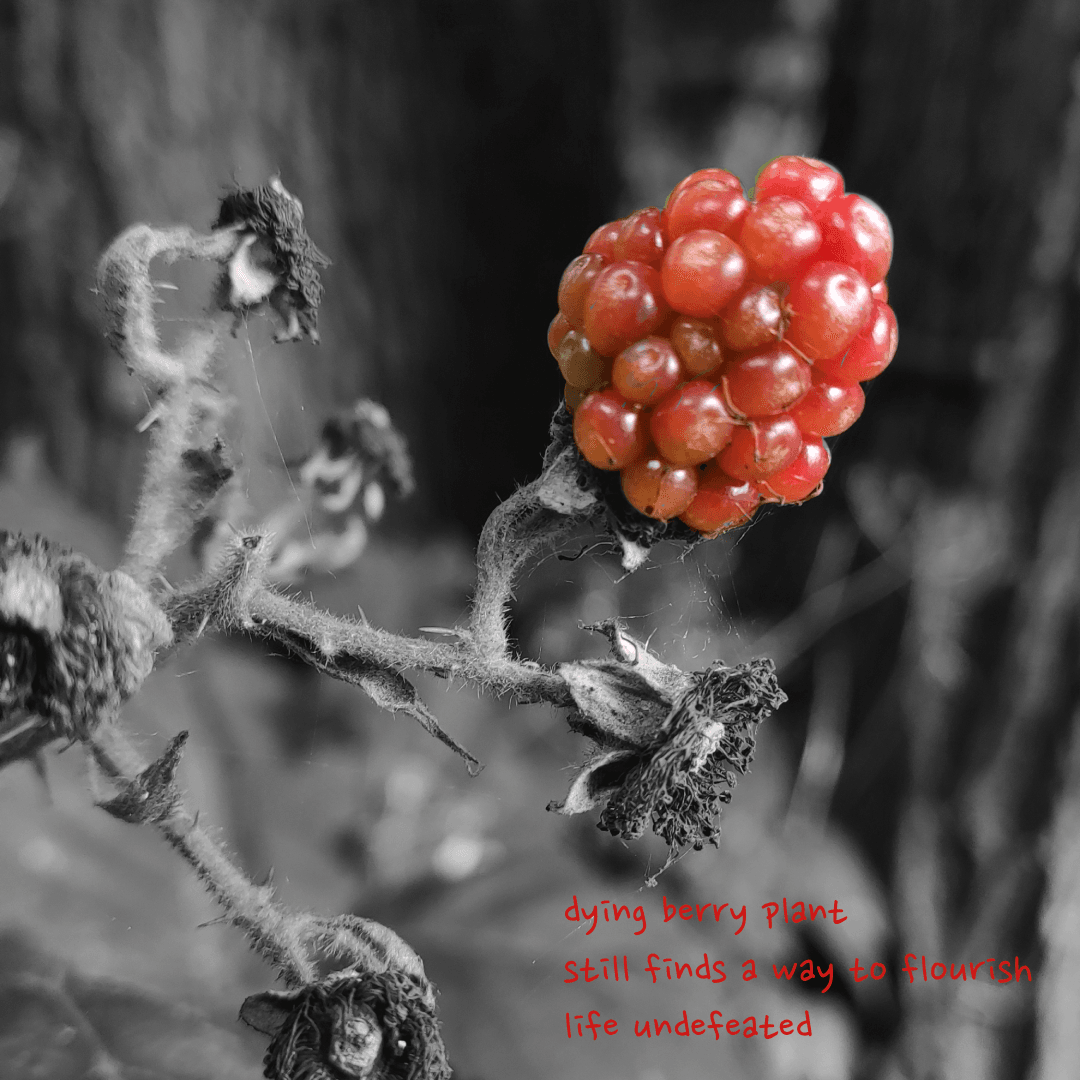 Berry