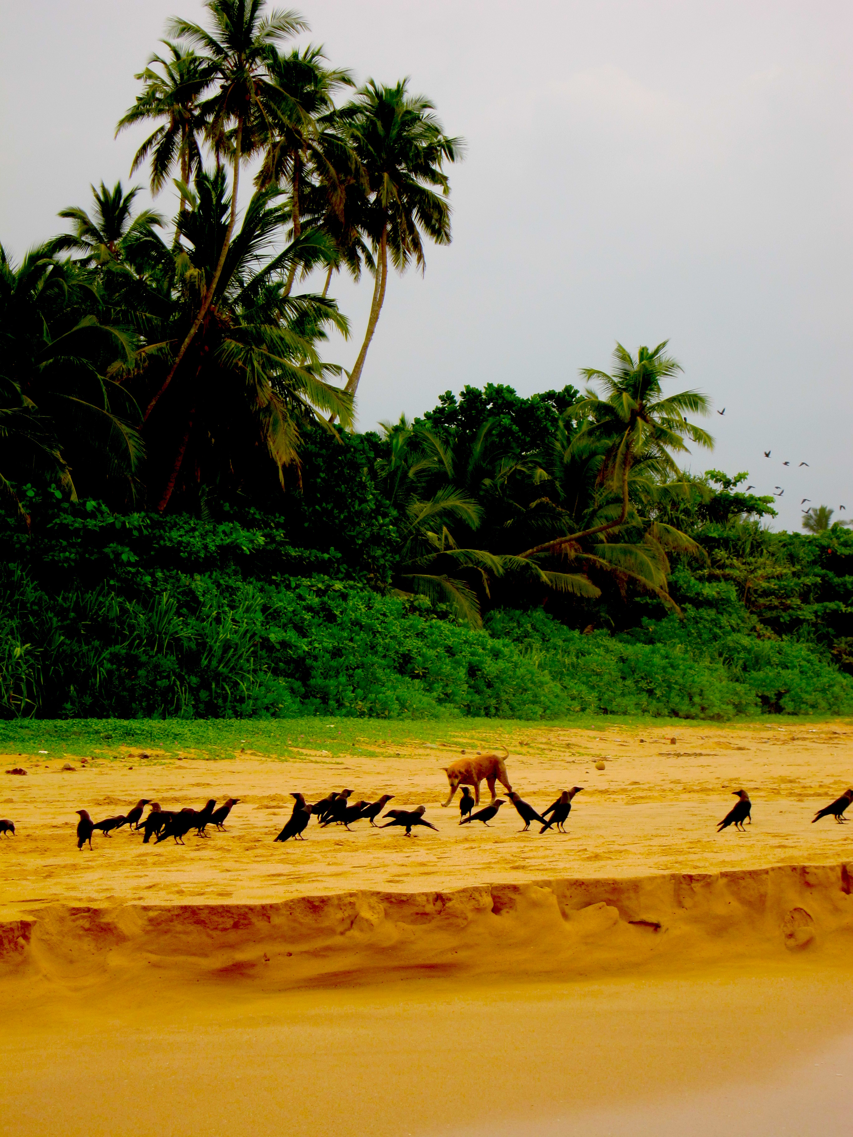 Sri Lanka 2012 - Dog, palm trees, birds, sand