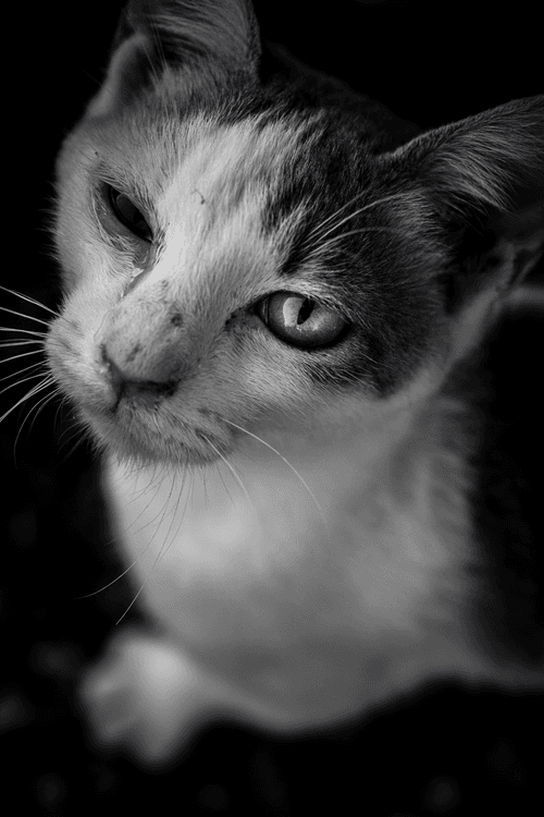 My Black & White Tokyo photobook