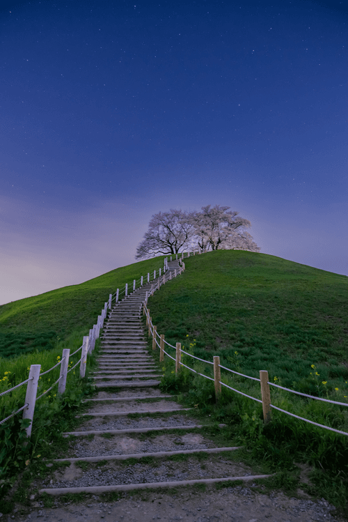 Cherry Blossoms and Starry Sky