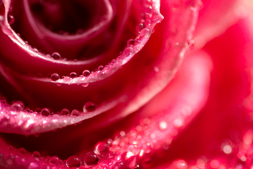 flower_4