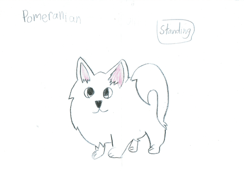 Parker the Pom 