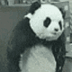 Panda Vs Office