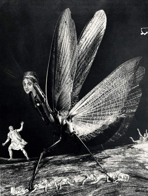 insectum collage