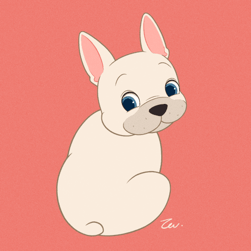 French Bulldog White