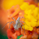 Nature Photography by Cadu Silva