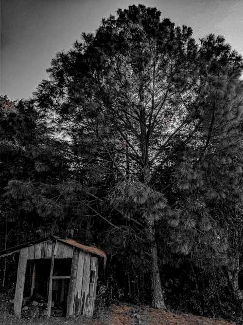 In the forest 