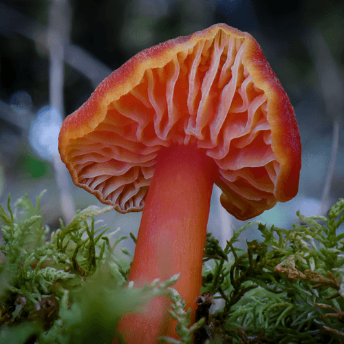 Little Teacher Nature Photography