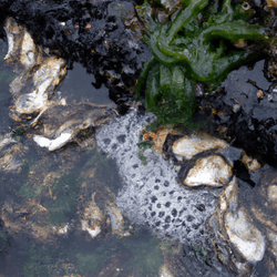 Bee Sea Kelp collection image