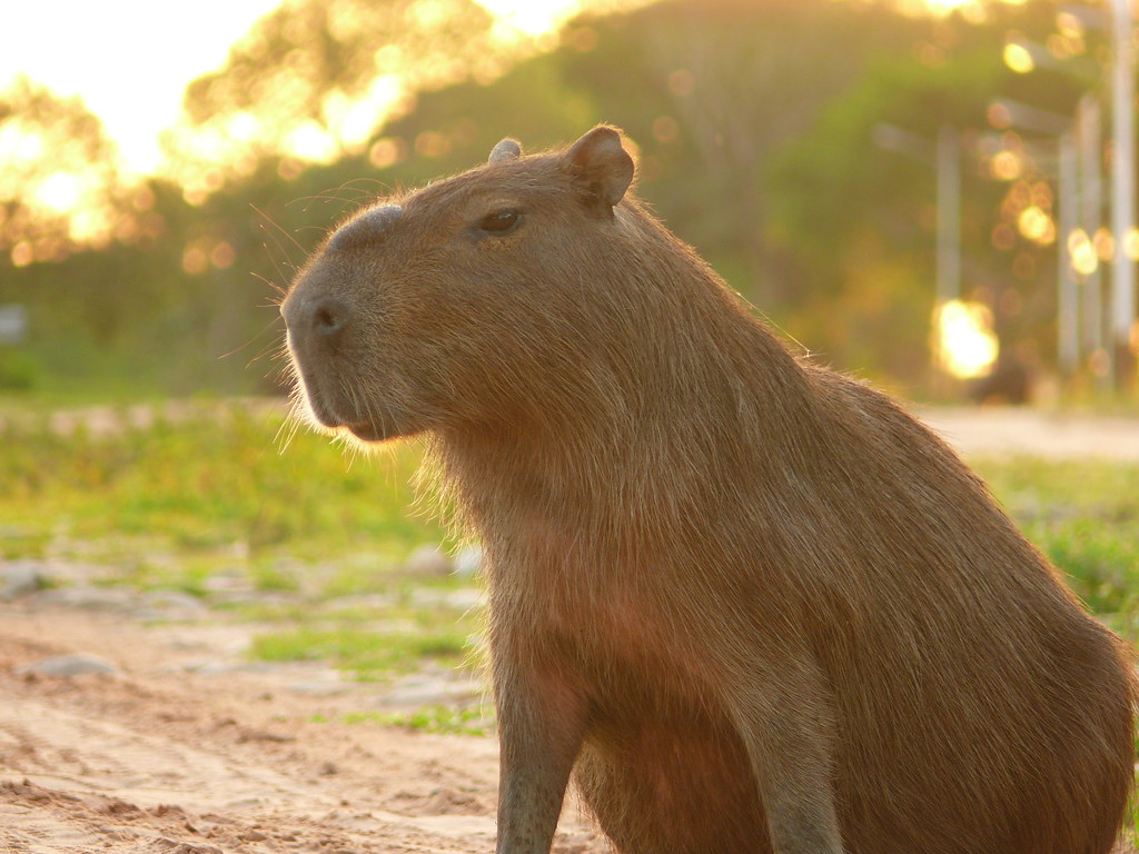 capybaraonchain