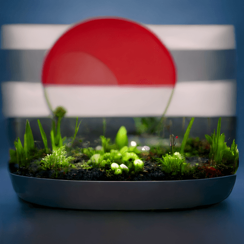 Tiny Japan