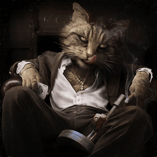 cat bandit