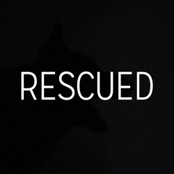 Rescued Shelter Dog Charity Collection collection image