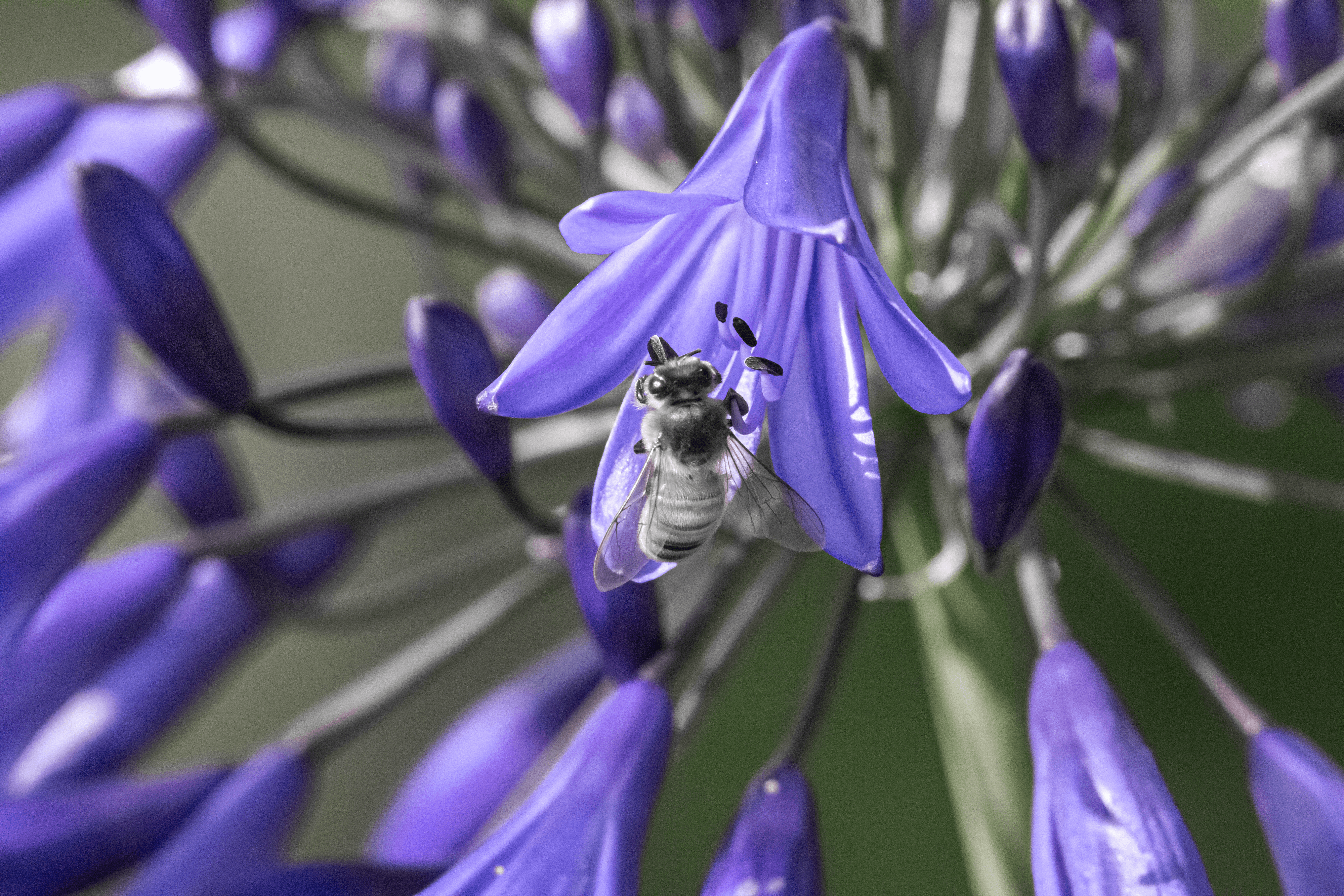 Purple Flower Bee