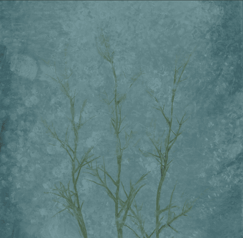 ACK EXPERIMENTAL