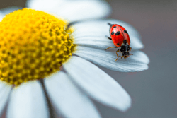 Ladybird collection image